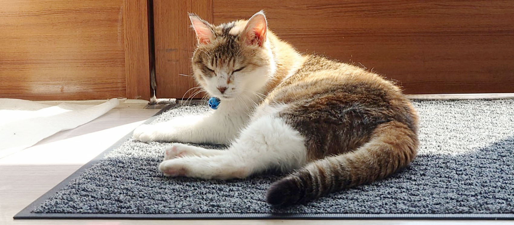 猫が日向ぼっこをしている